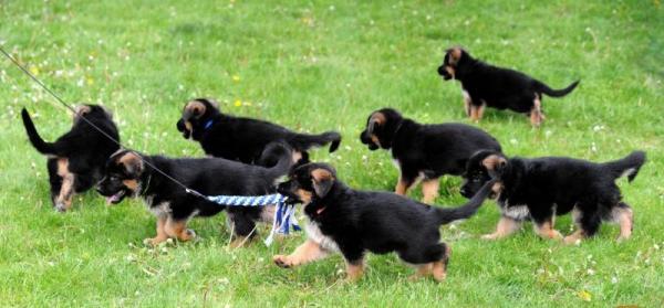 Pure German Shepherd puppies for sale kc reg